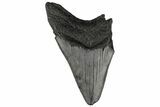 Partial, Fossil Megalodon Tooth #194007-1